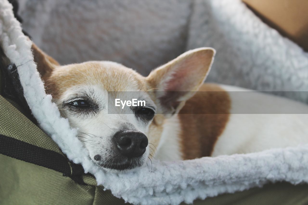Close-up of dog in bag