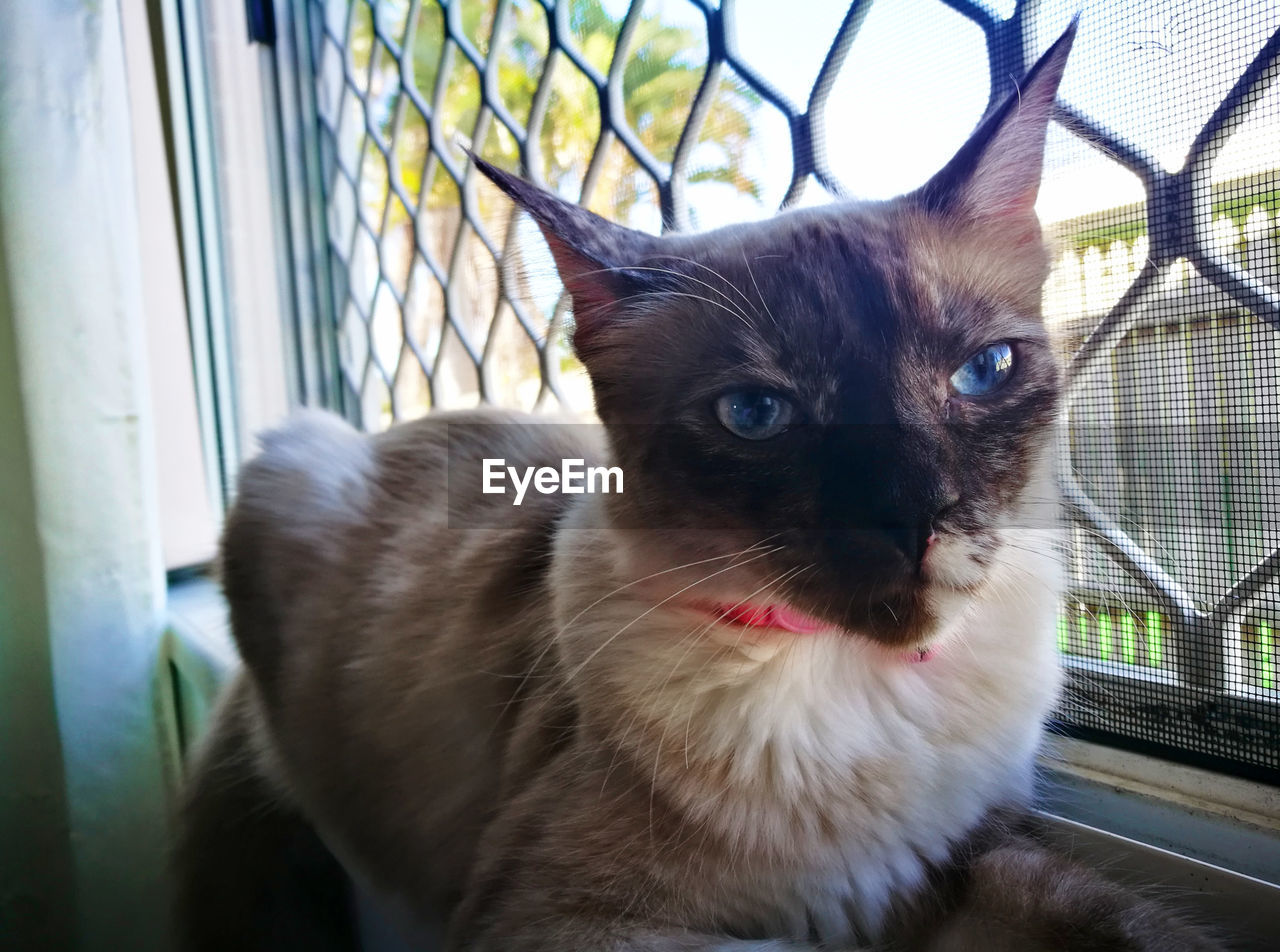Animal Eye Animal Head  Domestic Domestic Cat Feline Indoors  Looking Looking At Camera Whisker