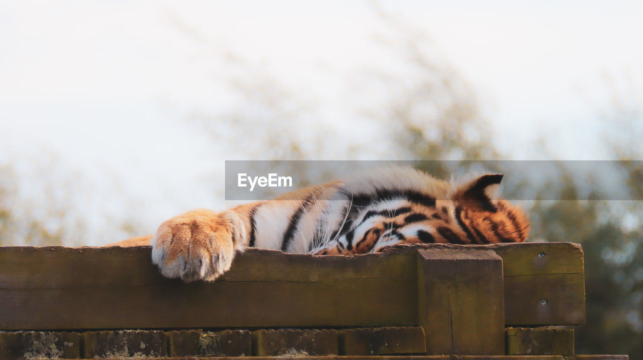 Tiger sleeping