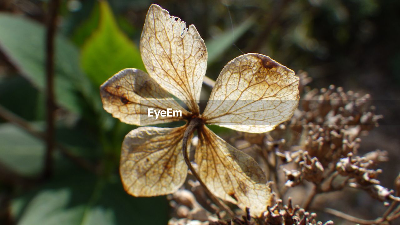 CLOSE-UP OF WILTED FLOWER ON PLANT
