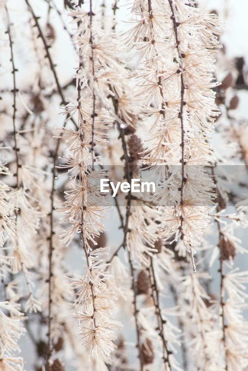 CLOSE-UP OF WILTED PLANT ON FIELD