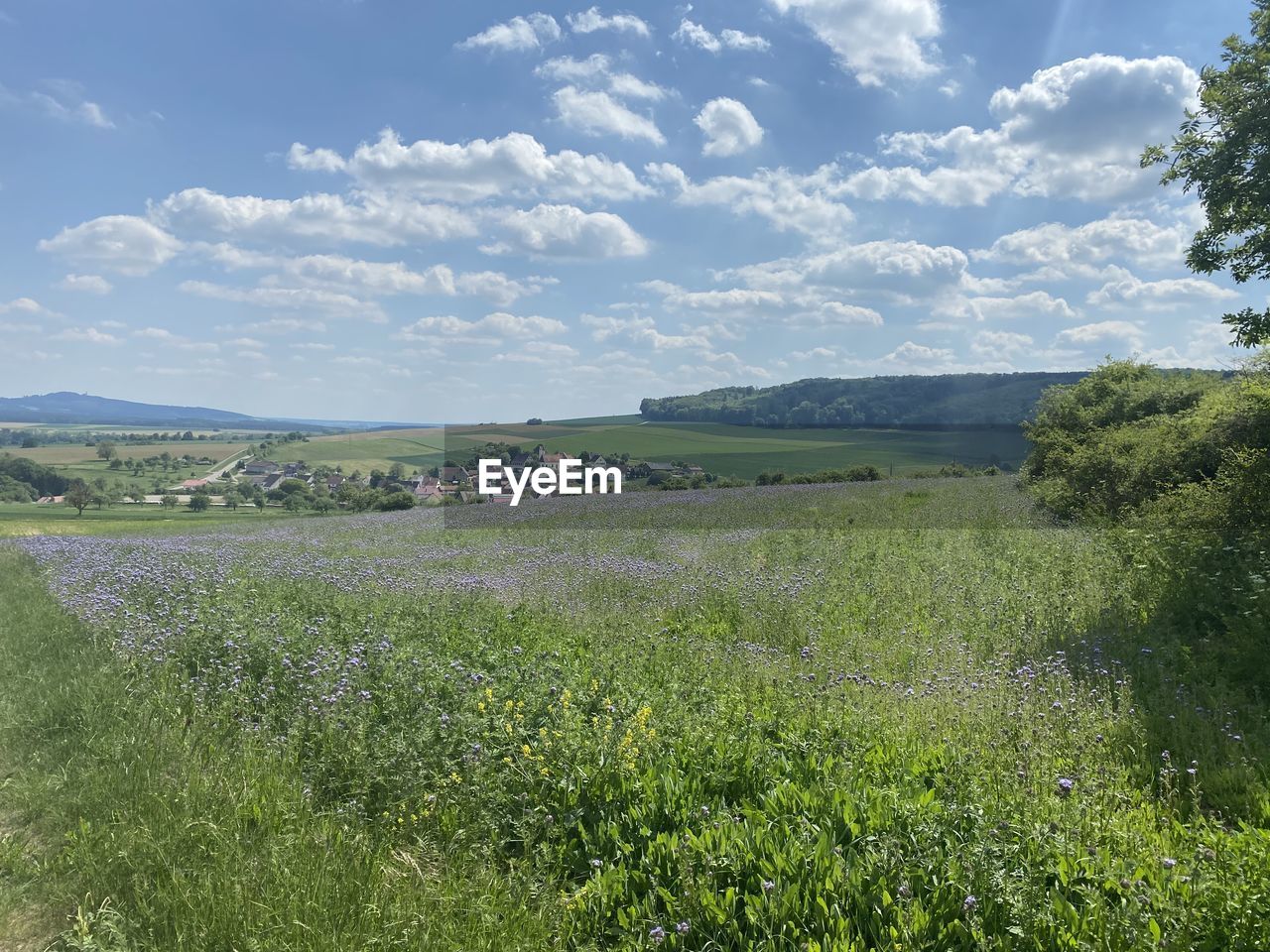 Scenic view of grassy field against sky