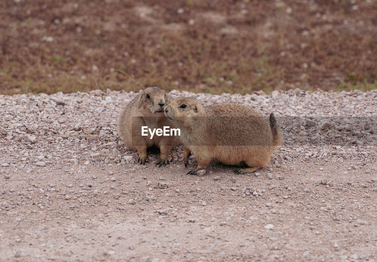 animal, animal themes, animal wildlife, mammal, wildlife, prairie dog, no people, squirrel, nature, group of animals, rodent, land, day, two animals, outdoors, young animal, capybara