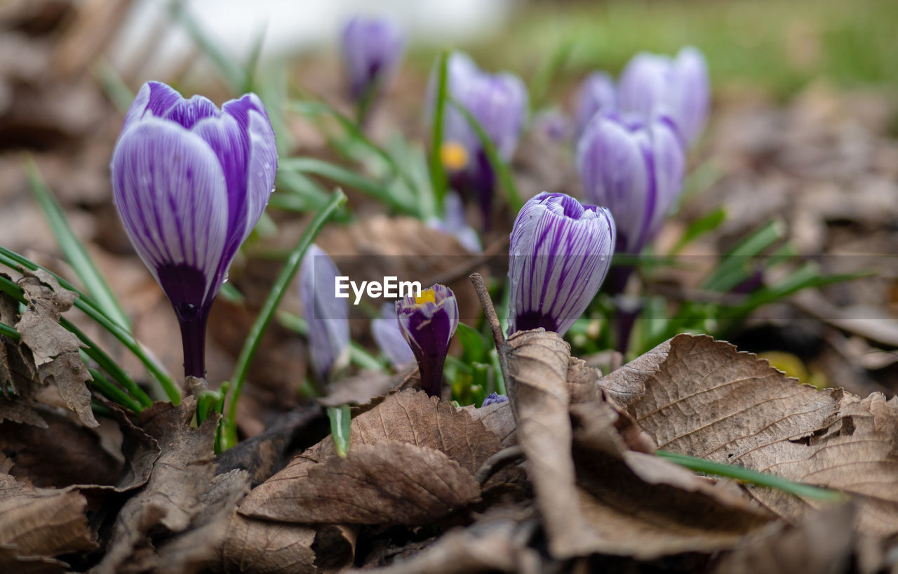 Close-up of purple crocus flowers on land