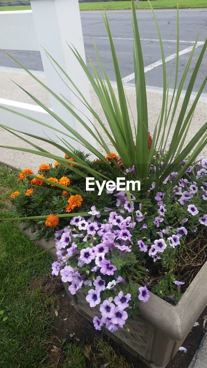 CLOSE-UP OF PURPLE FLOWERING PLANTS IN YARD