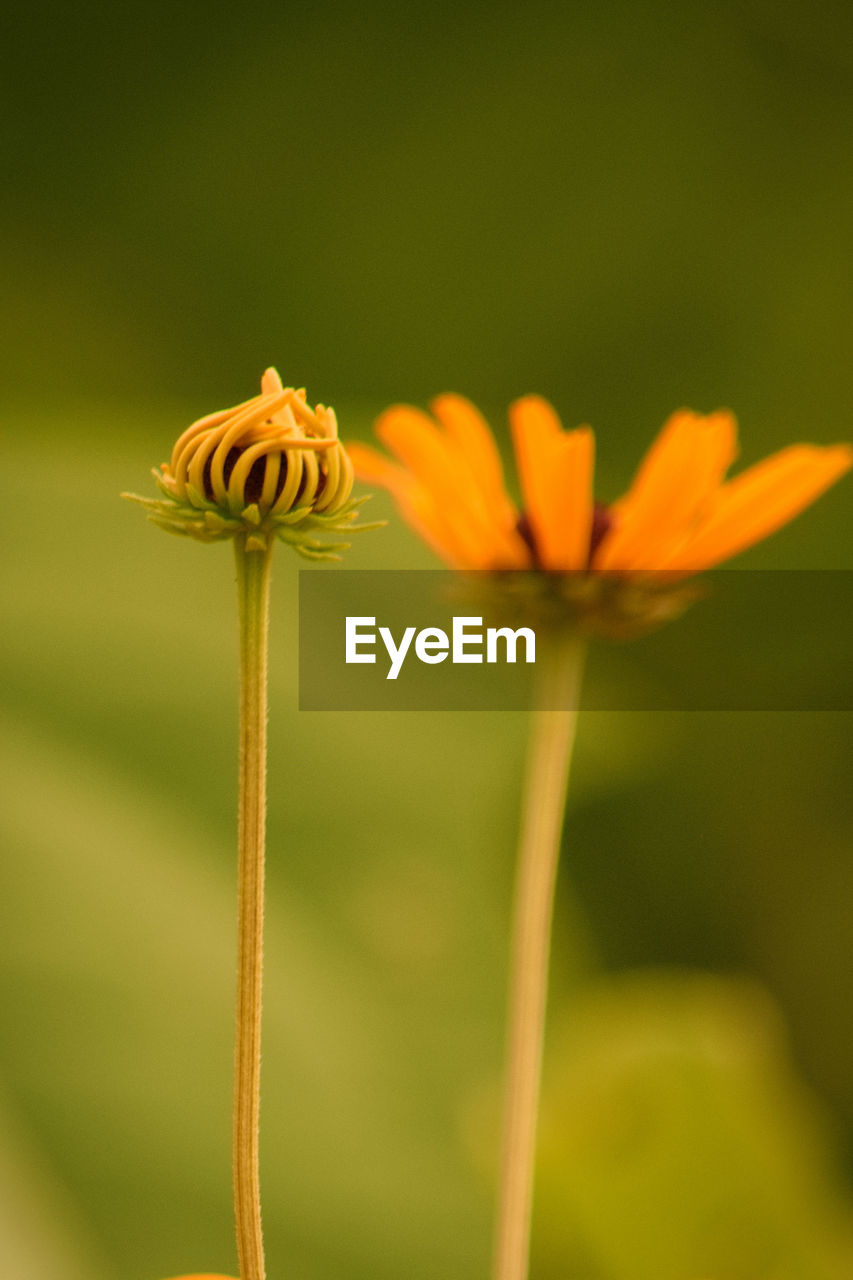 CLOSE-UP OF YELLOW FLOWER