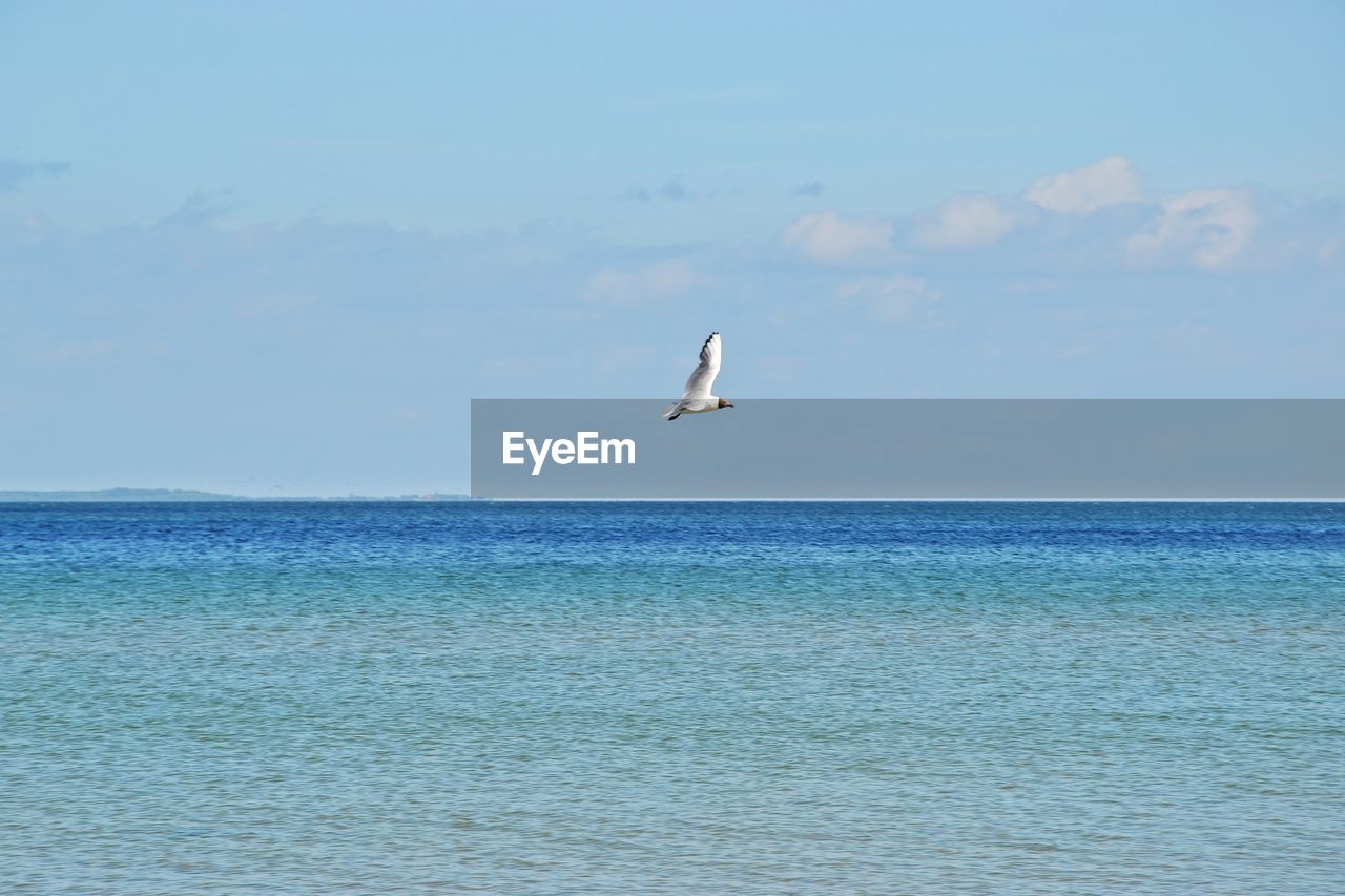 BIRD FLYING ABOVE SEA AGAINST SKY