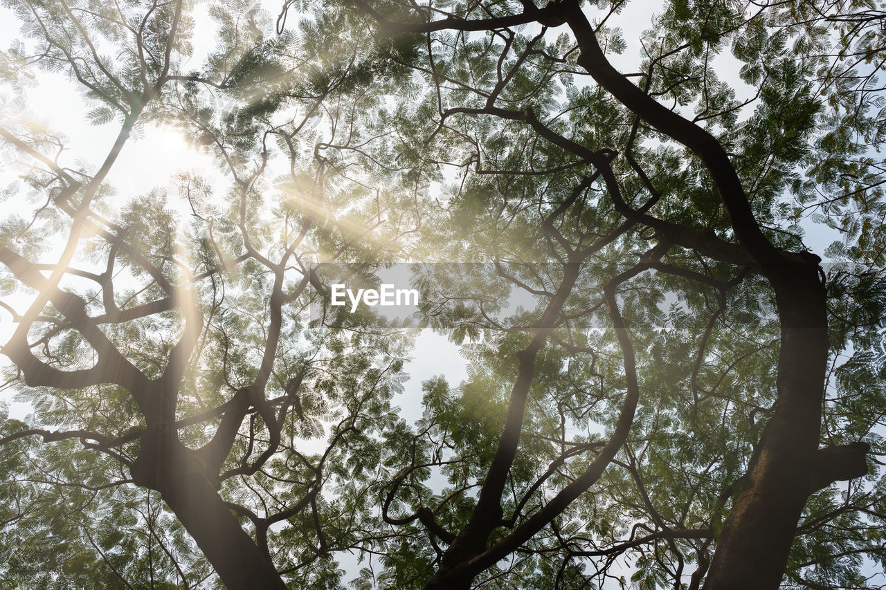 Sun rays through tree branches and leaves. natural textured beautiful nature background