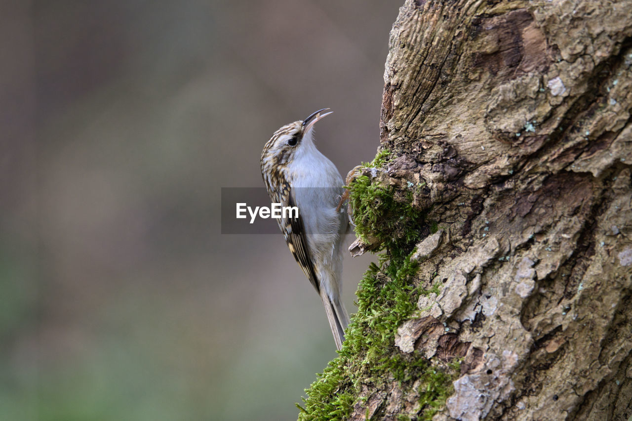animal themes, animal, animal wildlife, nature, wildlife, one animal, bird, tree, tree trunk, trunk, perching, close-up, plant, no people, focus on foreground, green, branch, outdoors, beak, woodpecker, day, beauty in nature, leaf, wood