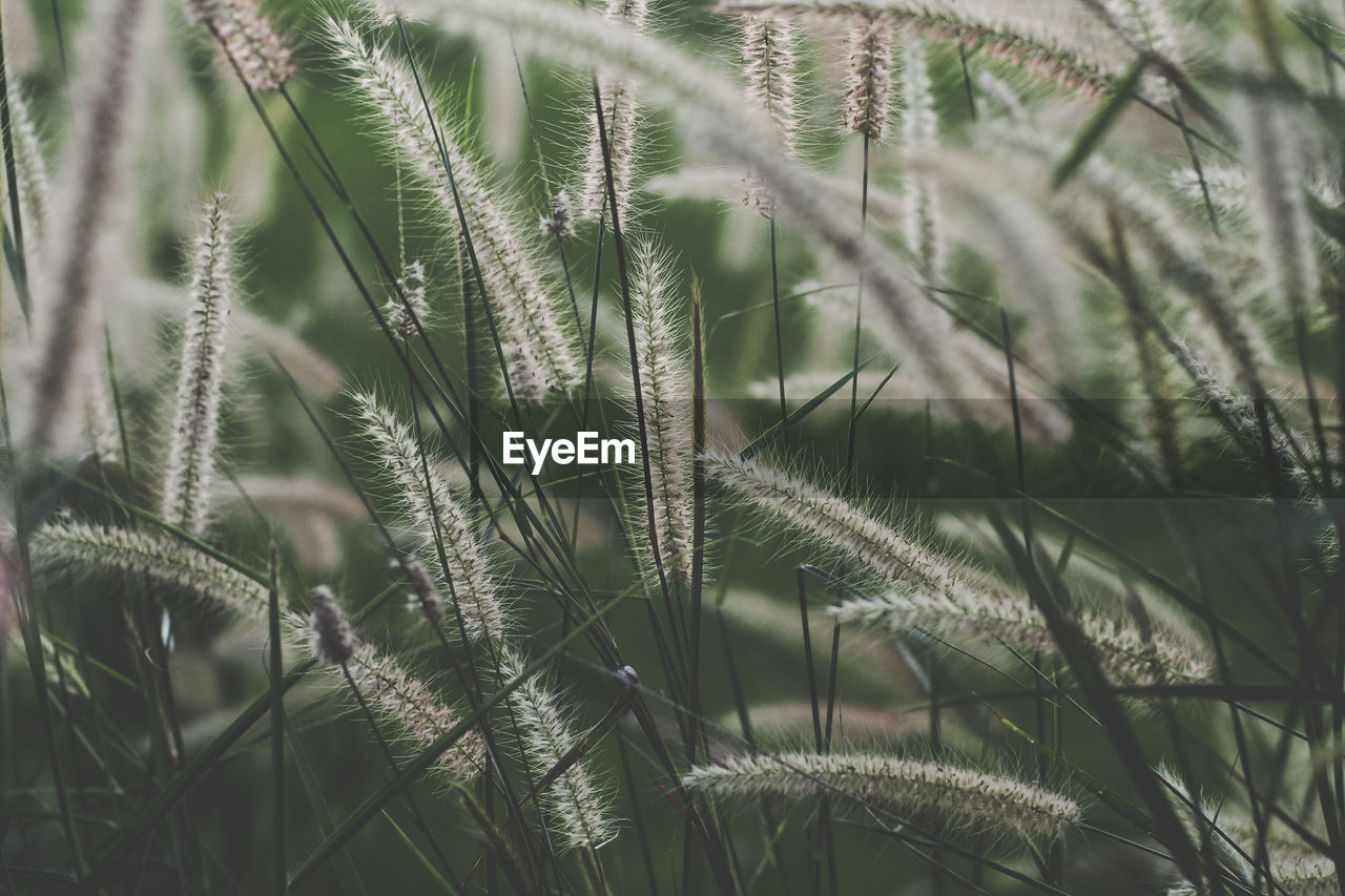 FULL FRAME SHOT OF STALKS IN FIELD