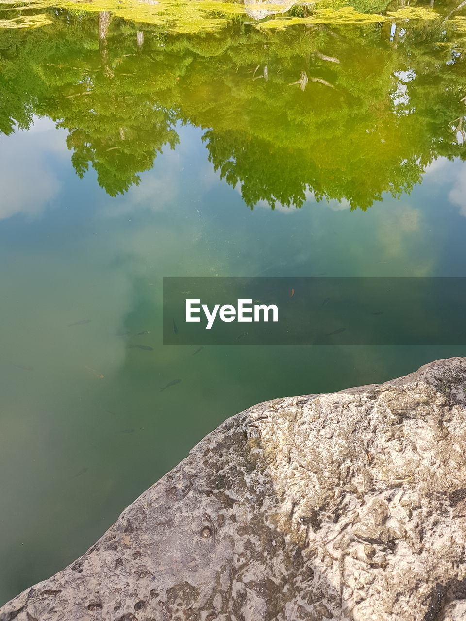 REFLECTION OF TREES IN LAKE