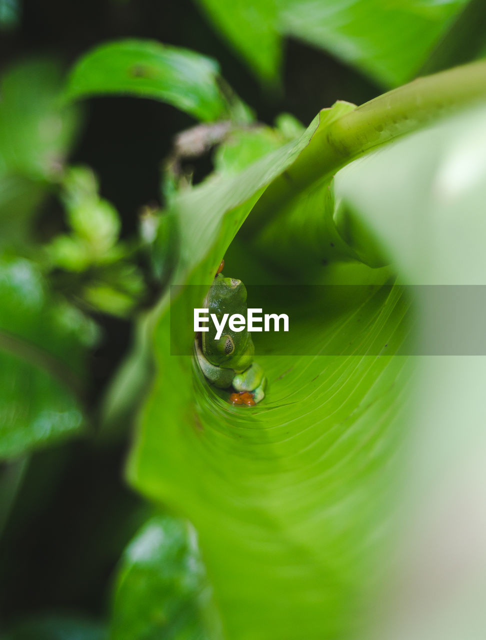 CLOSE-UP OF GRASSHOPPER ON LEAF