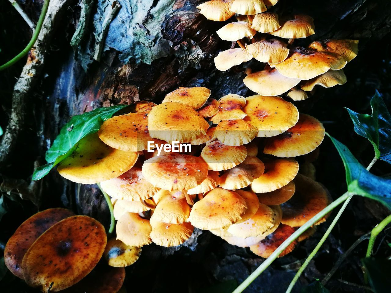 CLOSE-UP VIEW OF MUSHROOMS