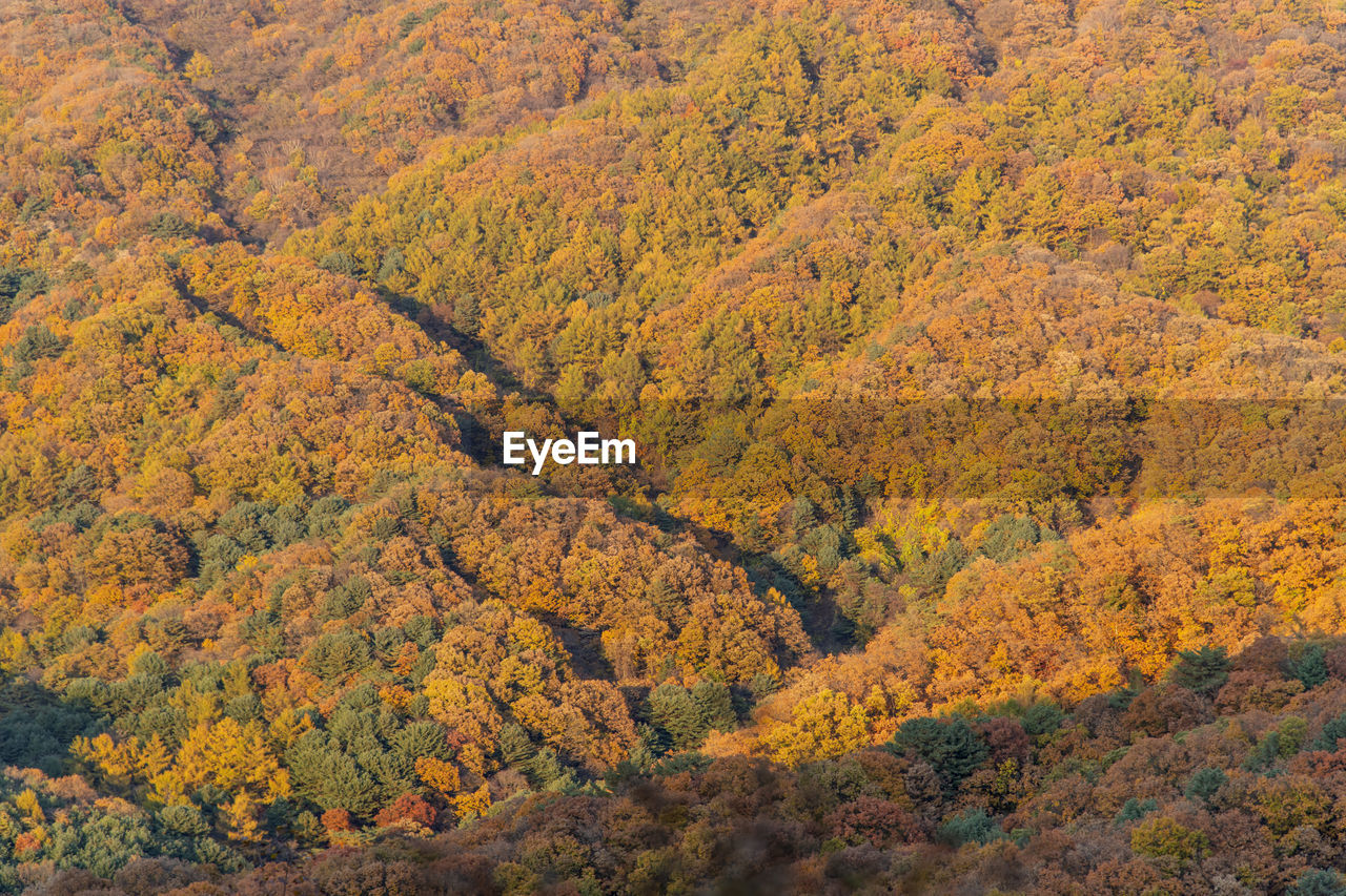 High angle view of autumn trees in forest