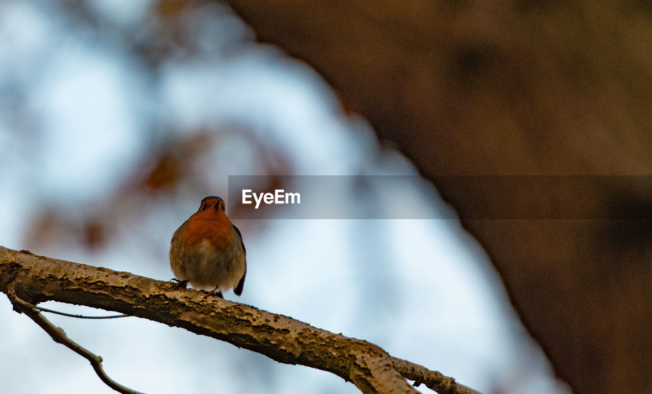 animal themes, animal, animal wildlife, bird, wildlife, nature, close-up, perching, branch, one animal, tree, no people, beak, outdoors, winter, beauty in nature, plant, focus on foreground, leaf, day