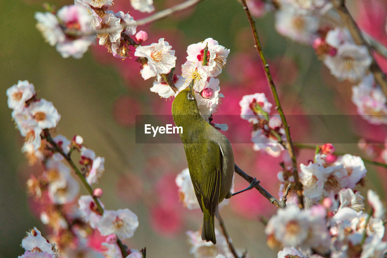 Close-up of cherry blossoms on branch