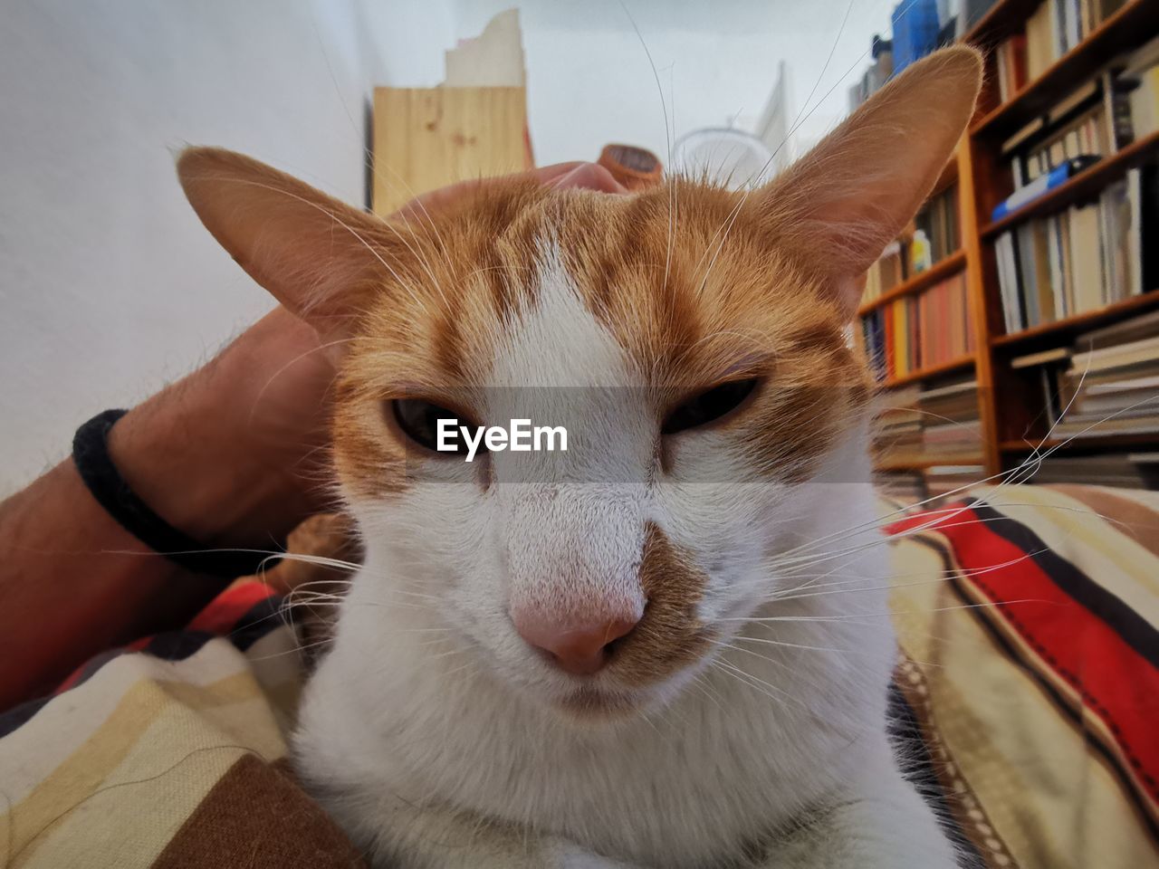 CLOSE-UP PORTRAIT OF CAT BY WHITE AT HOME