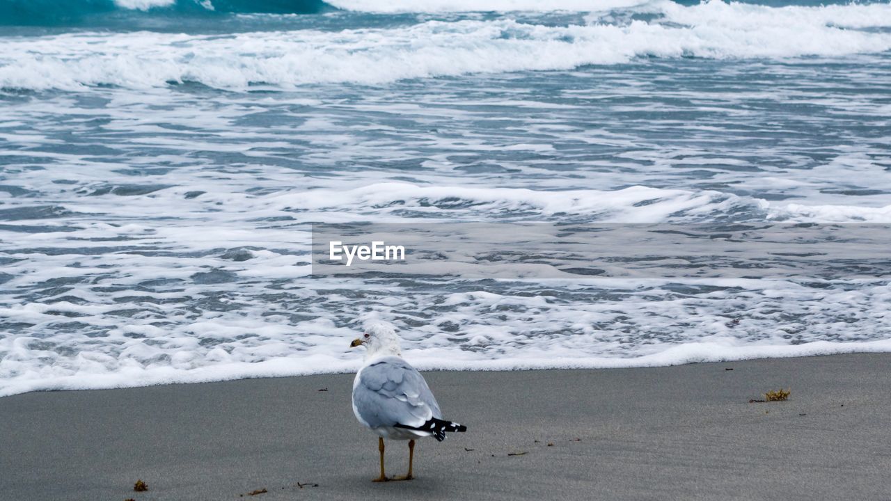 Seagull on beach