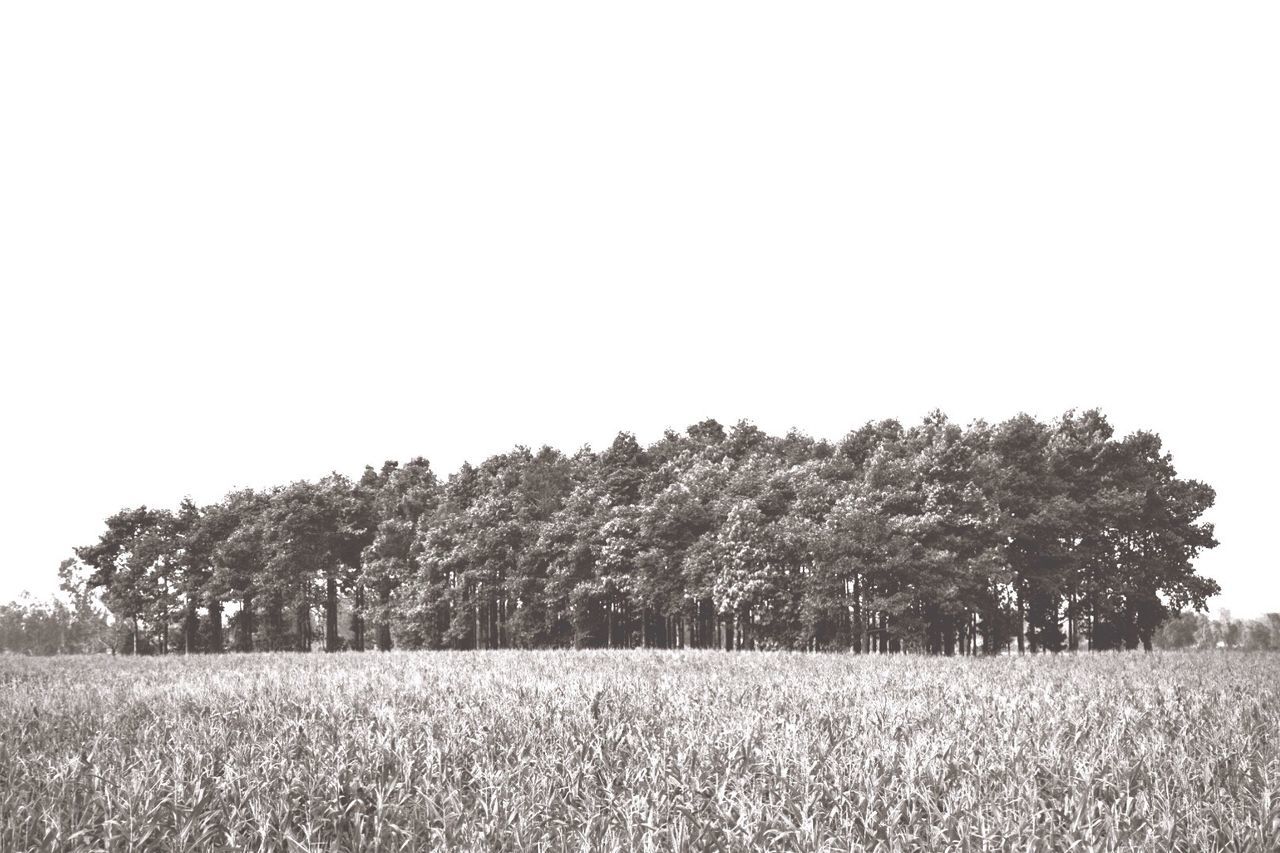 TREES GROWING IN FARM AGAINST CLEAR SKY