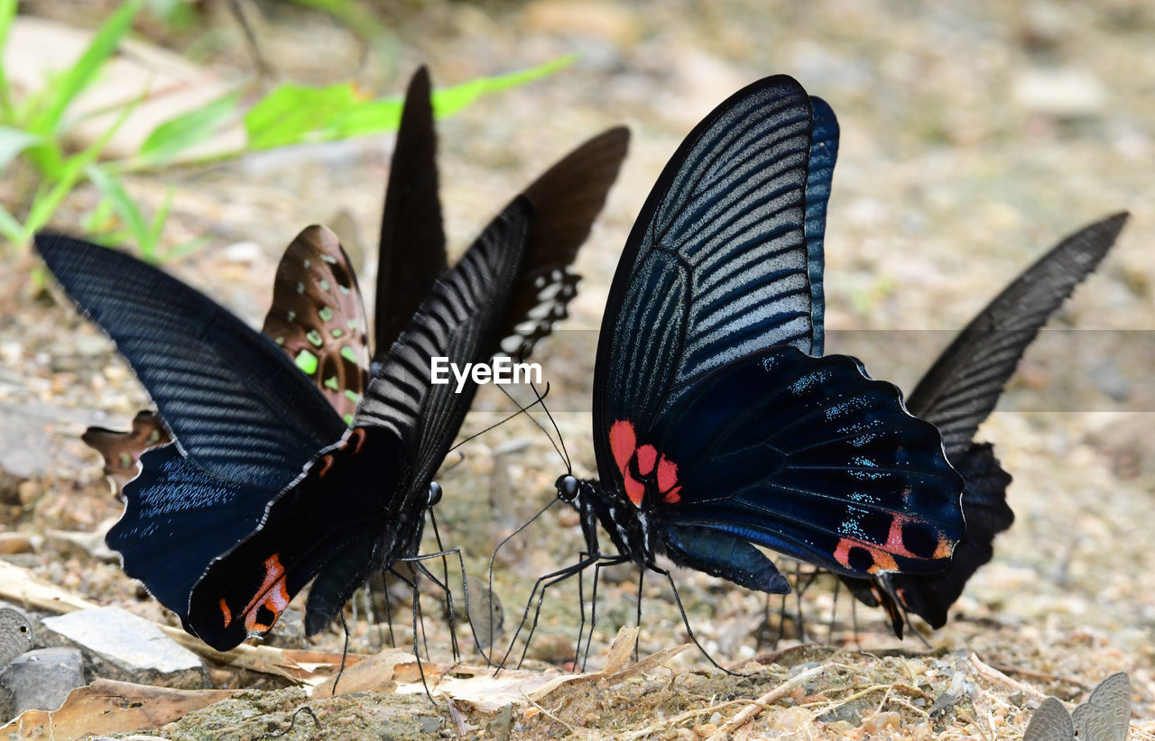 BUTTERFLY ON THE GROUND