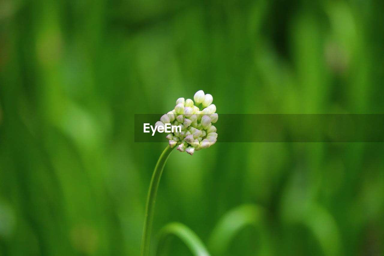 Close-up of white flowering plant