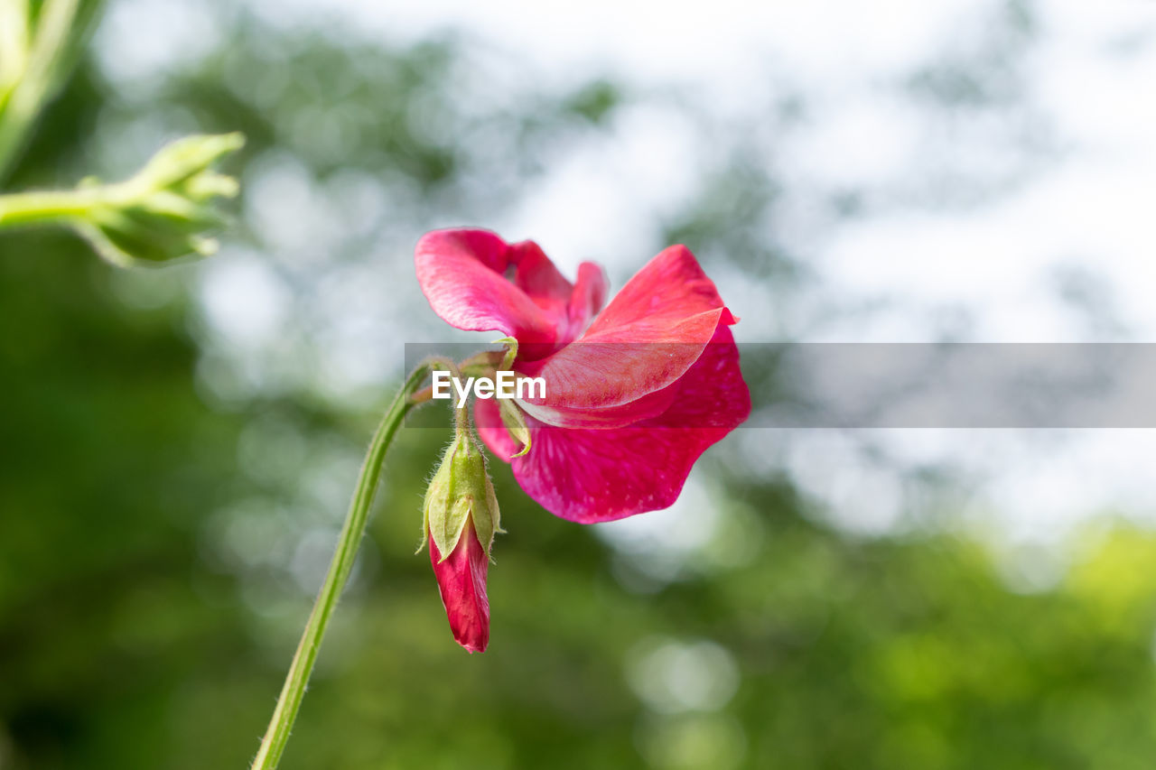 Close-up of red rose against blurred background