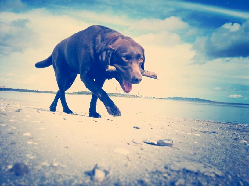VIEW OF DOG ON BEACH