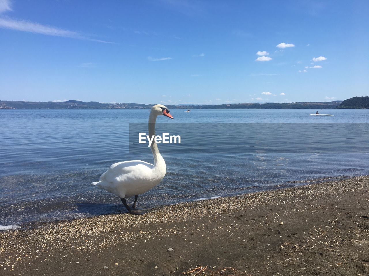 SWAN ON BEACH