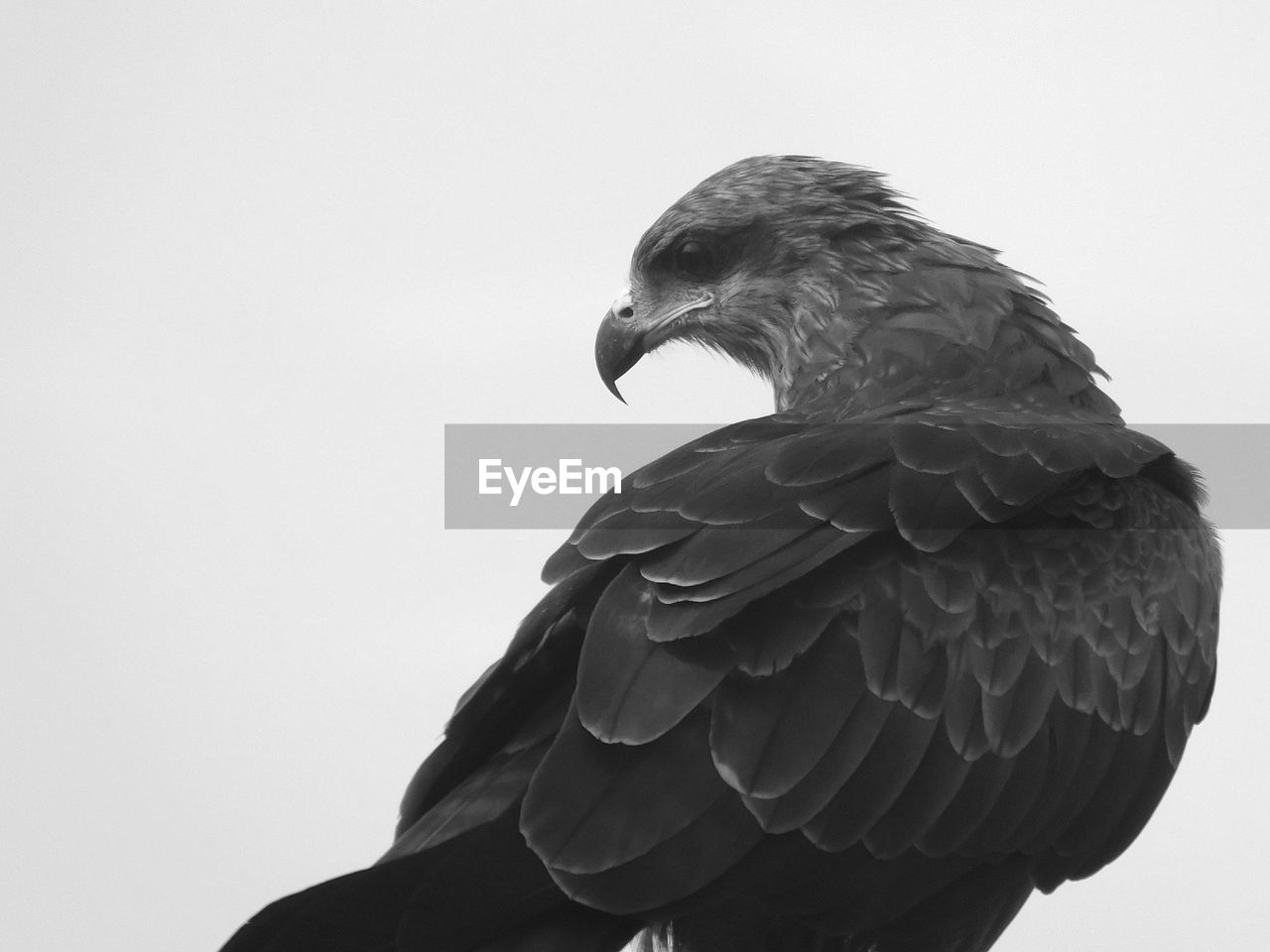 Close-up of black kite against gray background