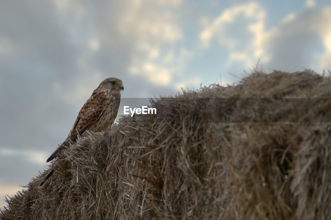 animal themes, animal, animal wildlife, wildlife, bird, one animal, cloud, sky, nature, no people, plant, bird of prey, eagle, close-up, outdoors, day, perching, low angle view, hay, focus on foreground, falcon, animal body part, grass