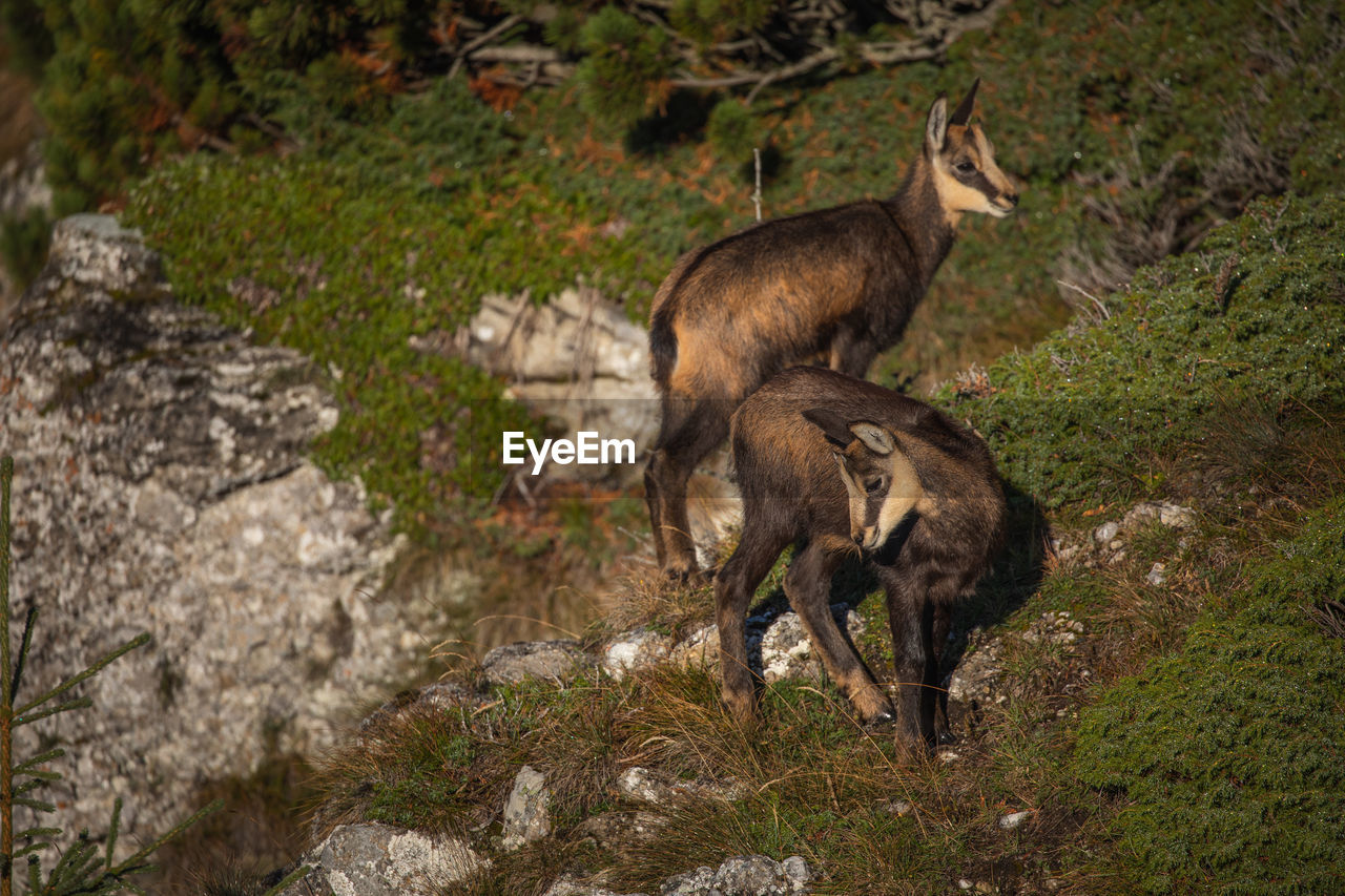 Wild chamois from ceahlau mountains, romania. wildlife photography.