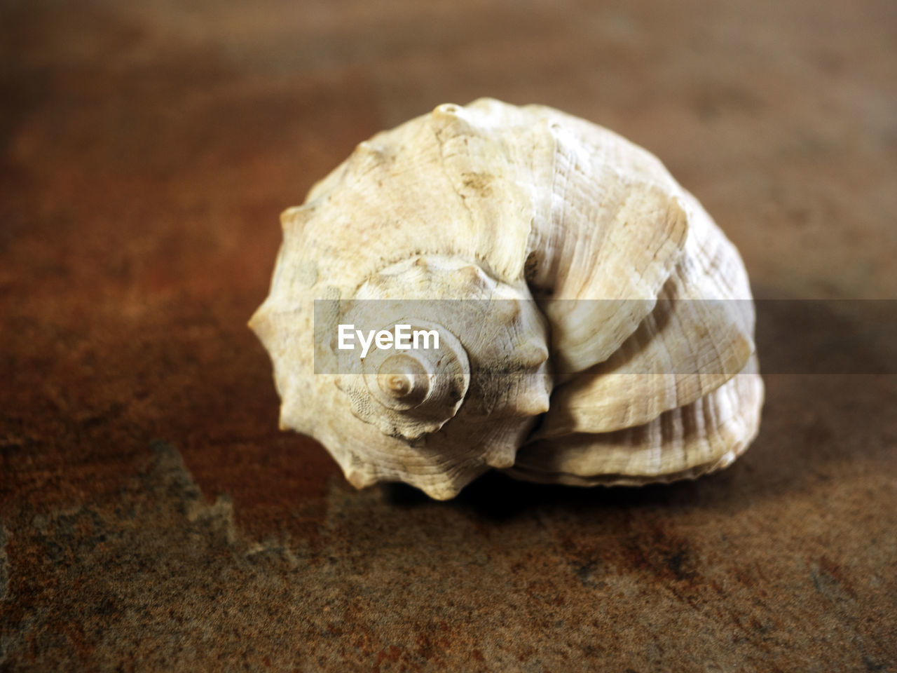 CLOSE-UP OF SNAIL SHELL
