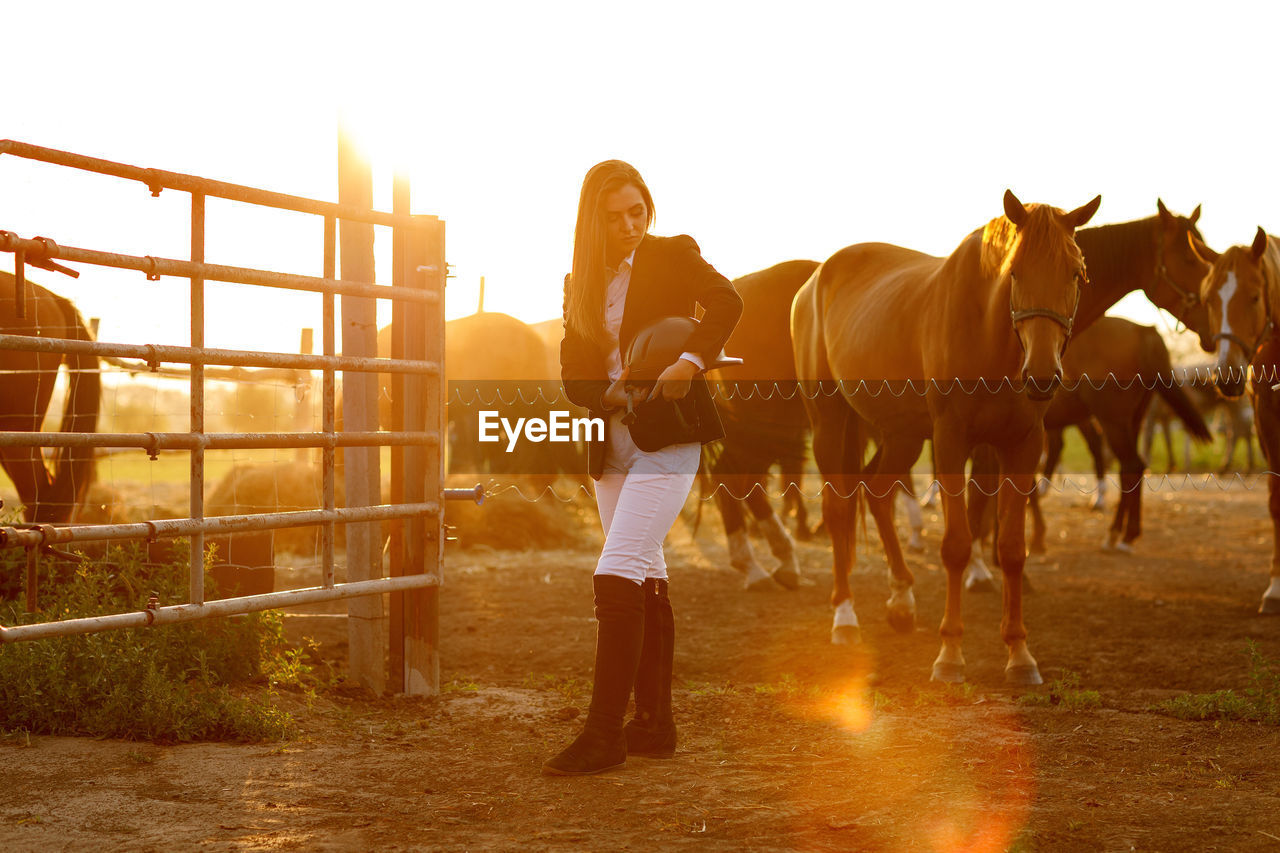 horses on field against clear sky during sunset