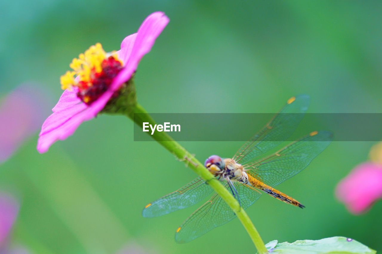 Close-up of insect on purple flower