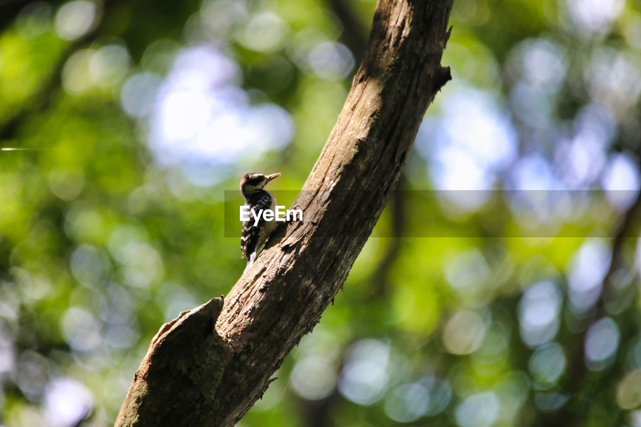 LOW ANGLE VIEW OF A BIRD ON TREE