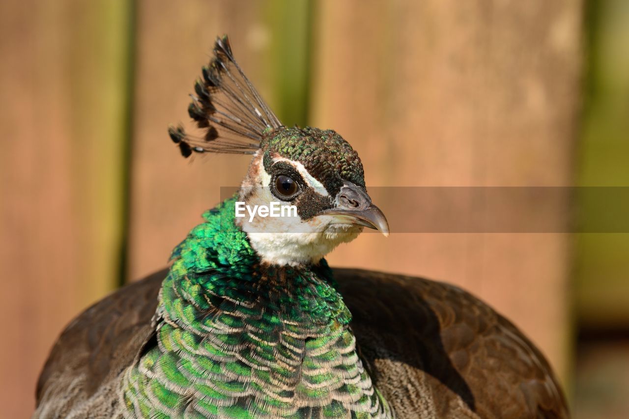 Close-up of peacock