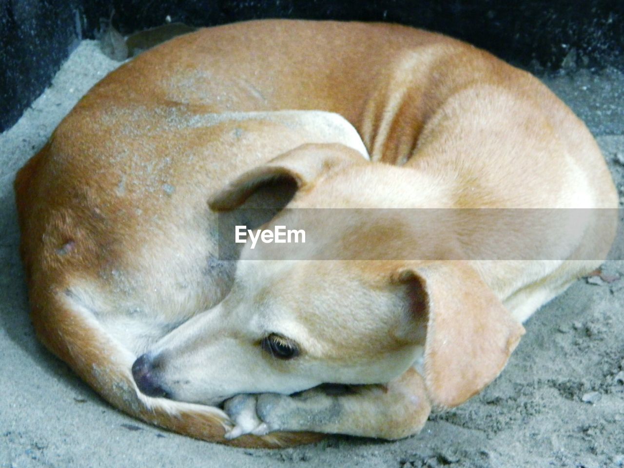 Close-up of dog resting on ground