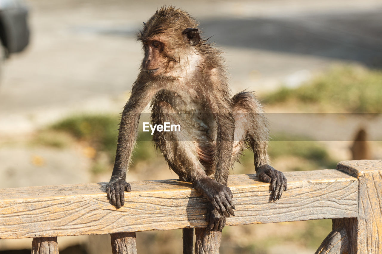 Wet long-tailed macaque sitting on railing in zoo