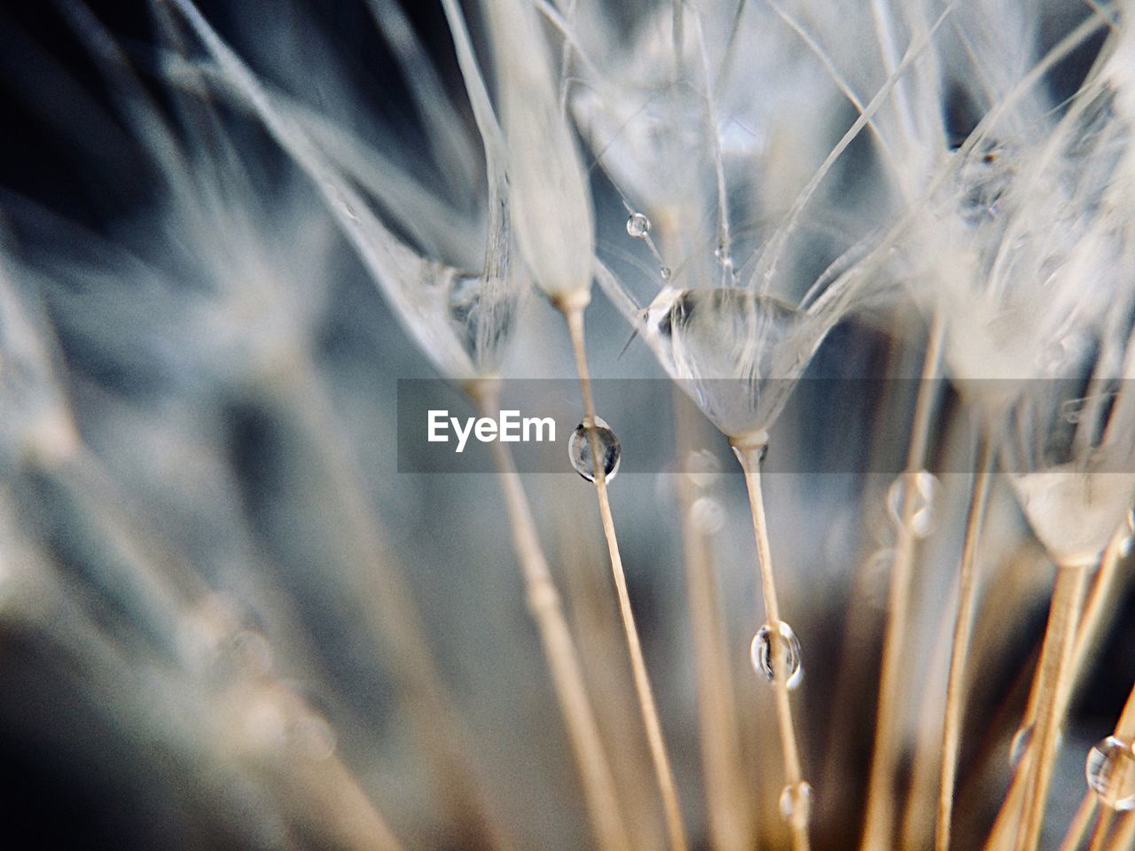 Close-up of dew on grass