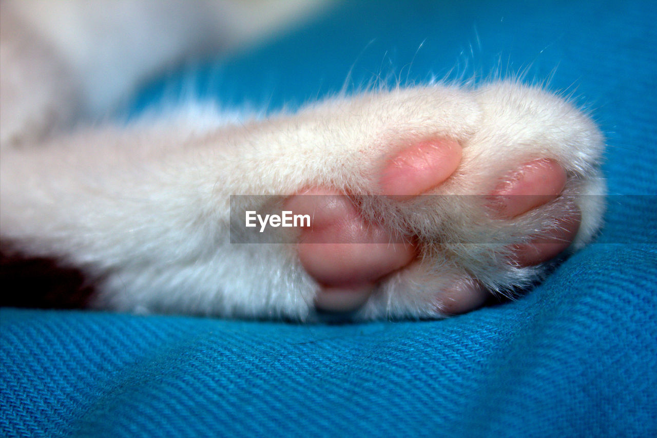 Close-up of cat sleeping