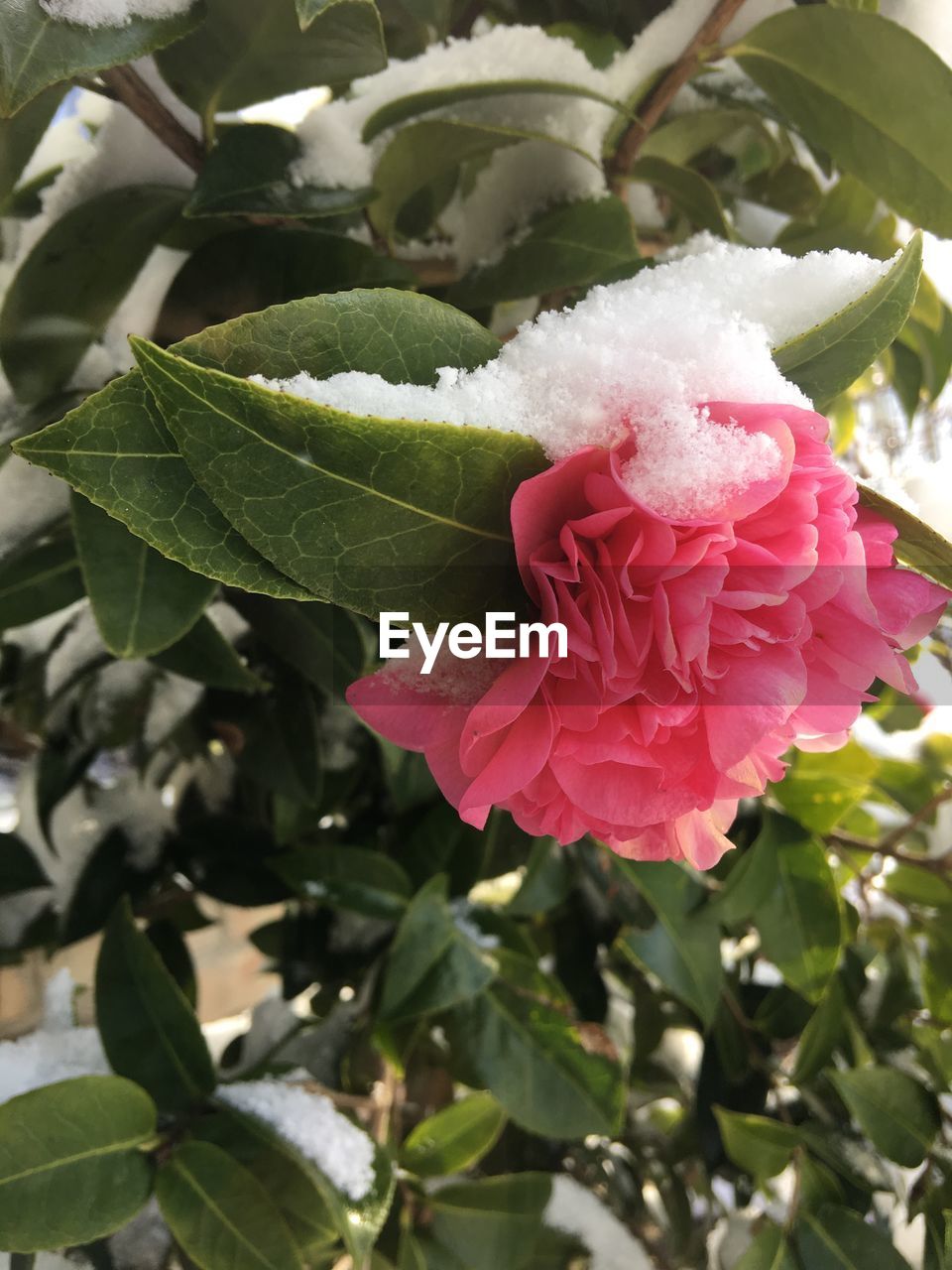 CLOSE-UP OF ROSES BLOOMING OUTDOORS