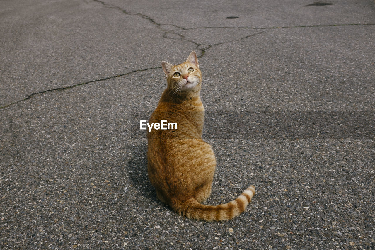 High angle view of cat looking away sitting on road