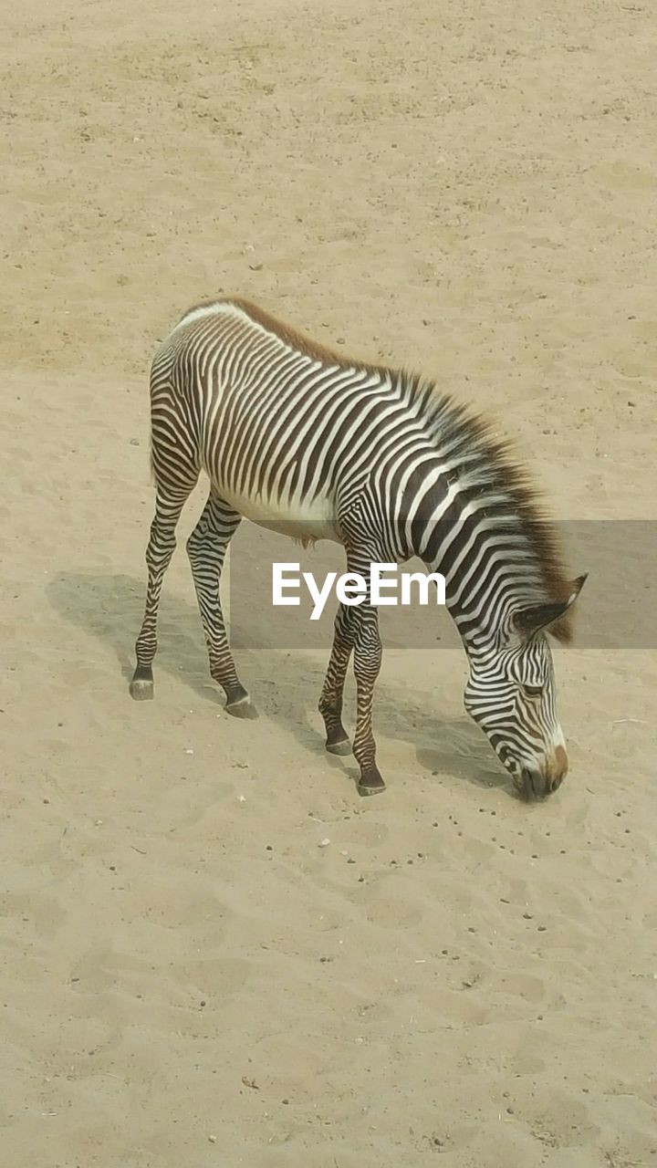 View of a zebra