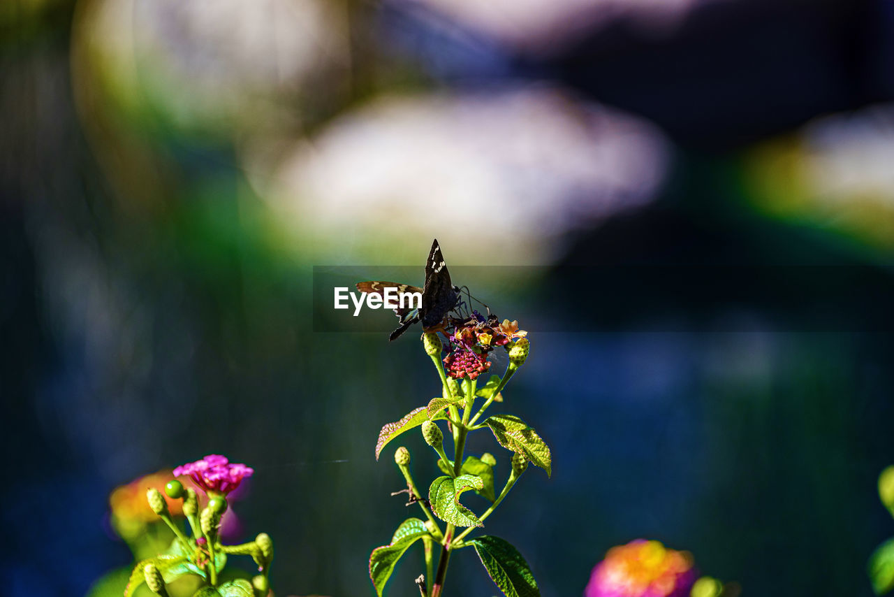 CLOSE-UP OF INSECT POLLINATING ON PURPLE FLOWER