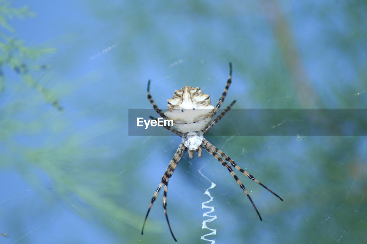 CLOSE-UP OF SPIDER IN WEB