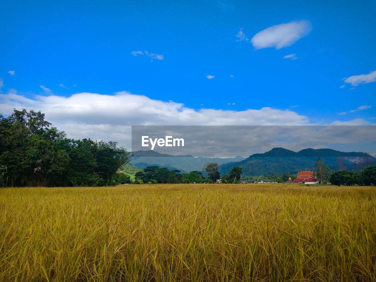 SCENIC VIEW OF FARM AGAINST SKY