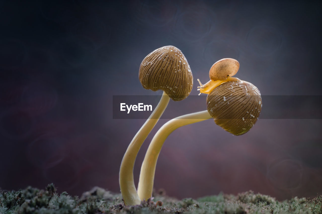 Close-up of snail on mushroom at forest