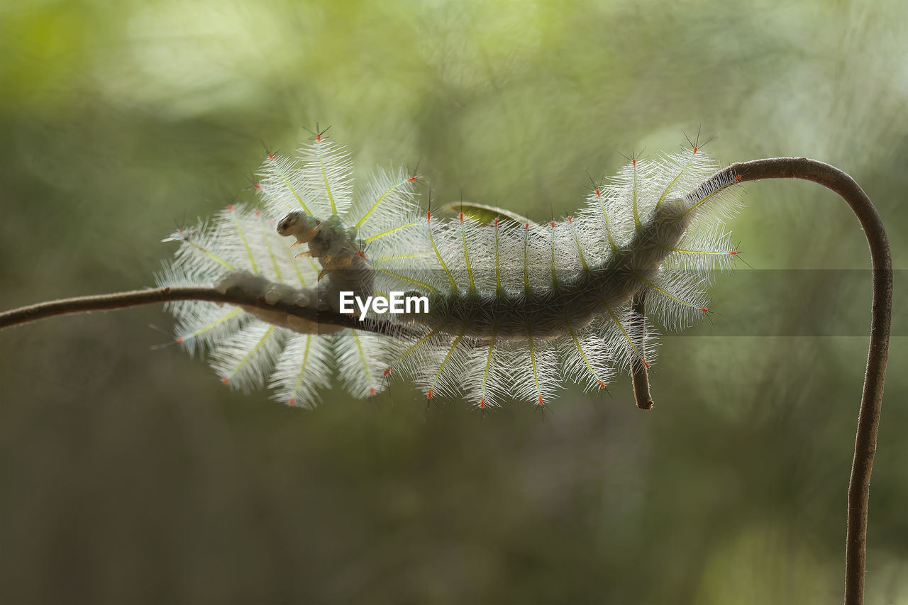 Unique caterpillar from borneo island