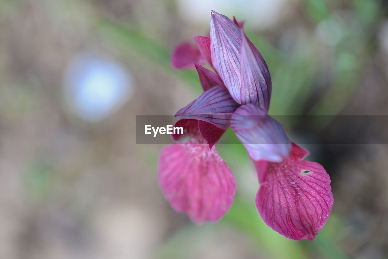 Close-up of pink flower