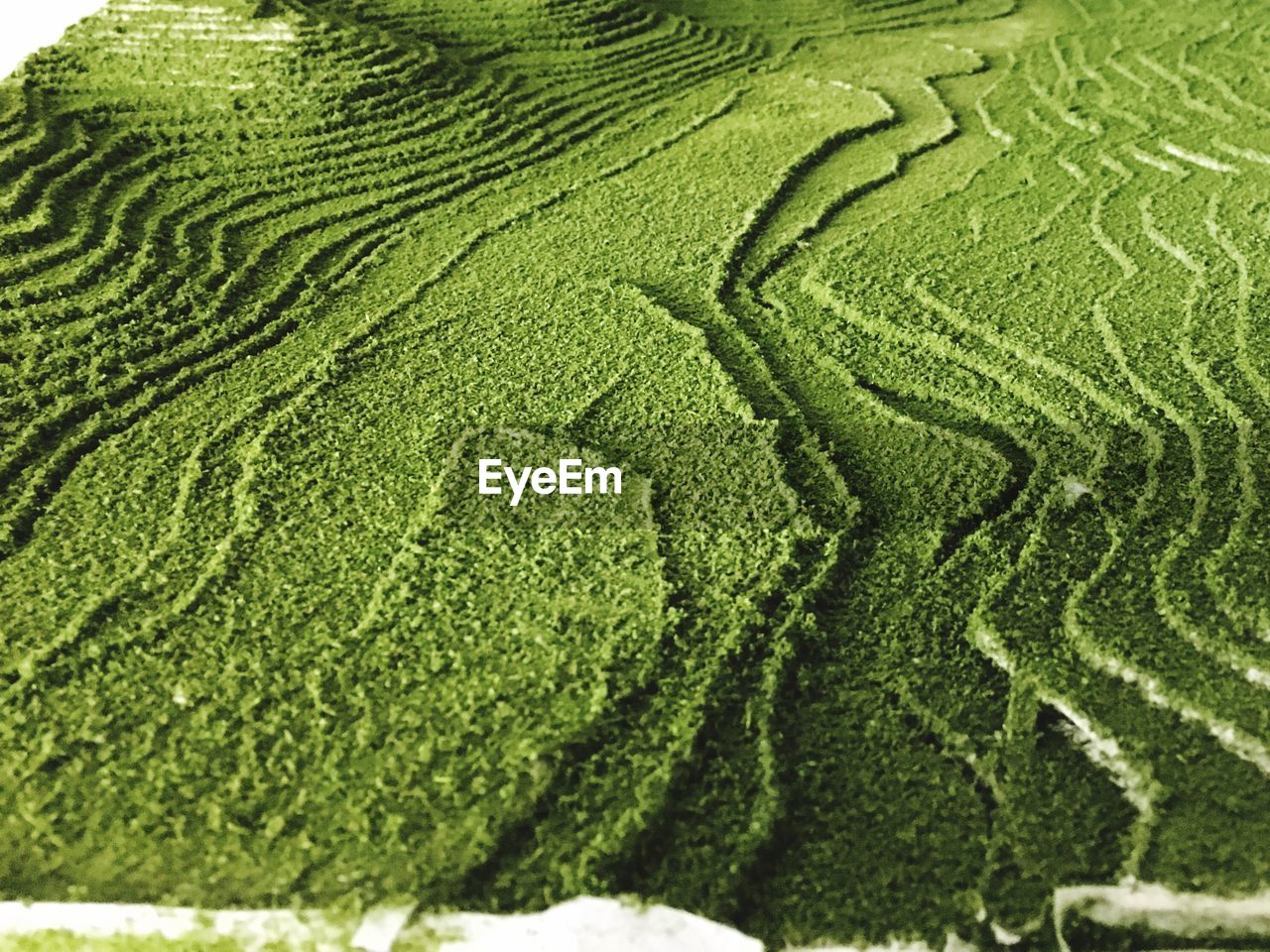 FULL FRAME SHOT OF RICE PADDY